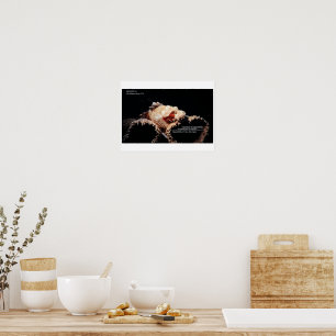 Scorpionfish on the sponge poster