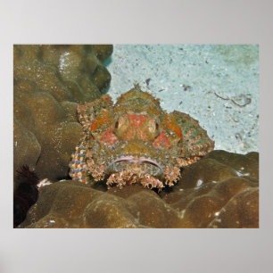 Scorpionfish Stare-down Poster