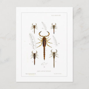 Scorpions Postcard