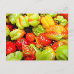 Scotch Bonnet Chilli Peppers Postcard