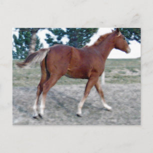 Scotch Boy Postcard