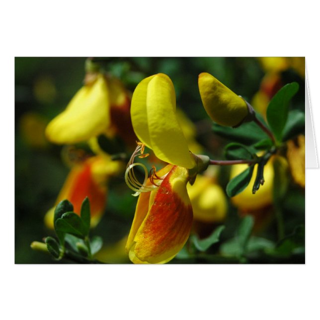 Scotch Broom Blossoms (Front Horizontal)