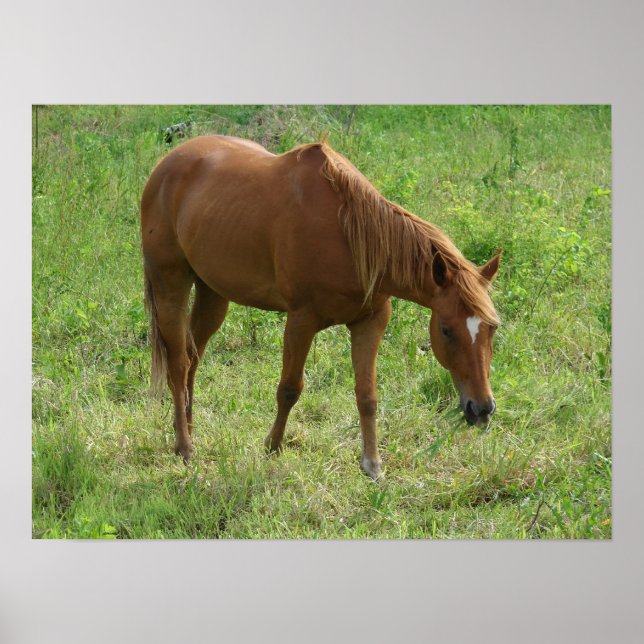 Scotch Eats Poster (Front)