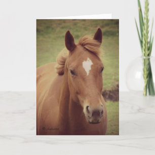 Scotch Gelding Vintage Look, Thank you Card