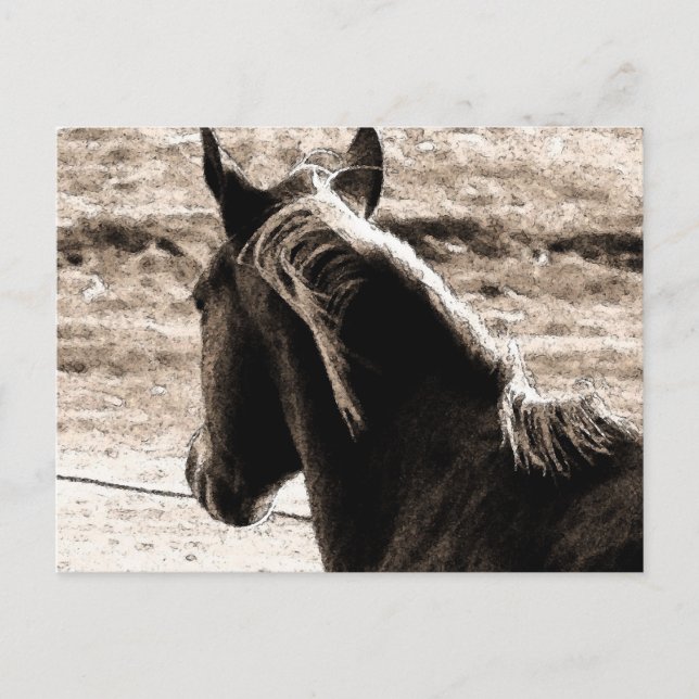 Scotch in Brown Tones Postcard (Front)