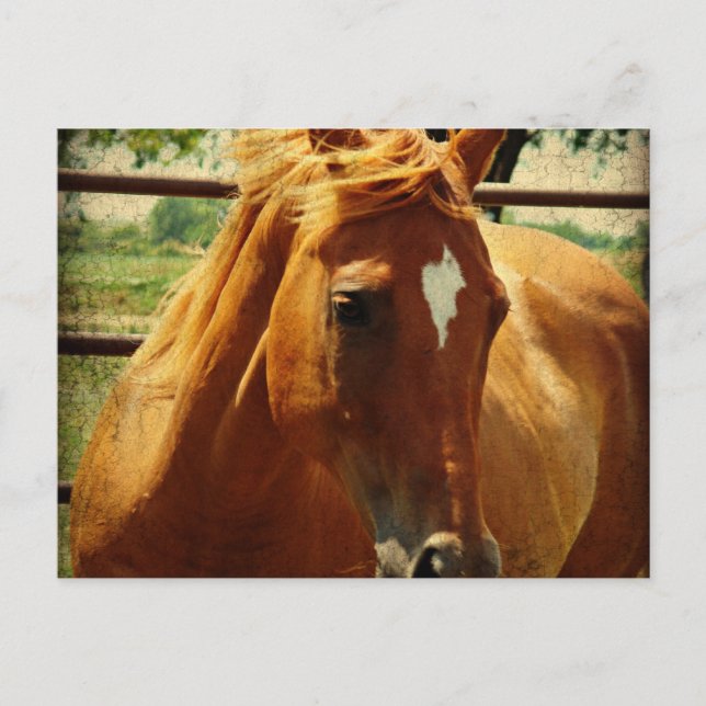 Scotch Postcard (Front)