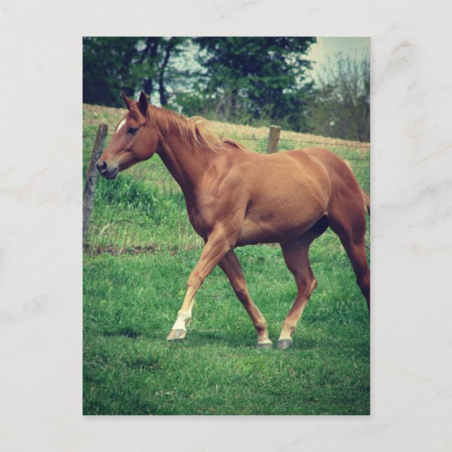 Scotch Postcard (Front)