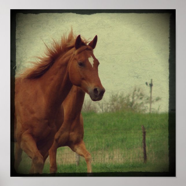 Scotch Trots Poster (Front)