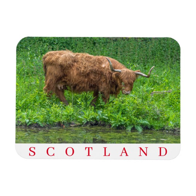 Scotland Highland cow fridge magnet (Horizontal)