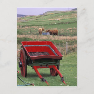 Scotland, Isle of Skye, Kilmuir. Farm animals Postcard