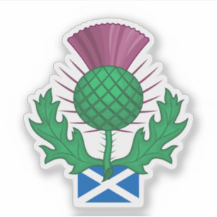 Scotland Thistle