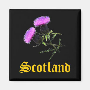 Scotland, thistle magnet