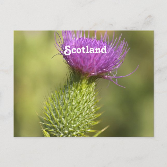 Scotland Thistle Postcard (Front)