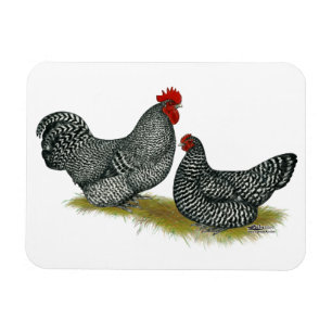 Scots Dumpy Chickens Magnet