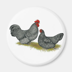 Scots Dumpy Chickens Magnet