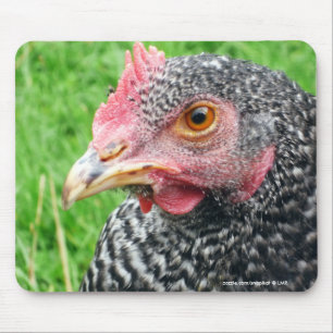 Scots Grey Hen Chicken - Poultry Mouse Pad