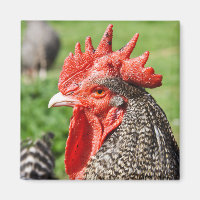 Scots Grey Rooster Photography