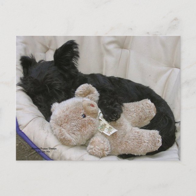 Scottie Puppy Sleeps Postcard (Front)