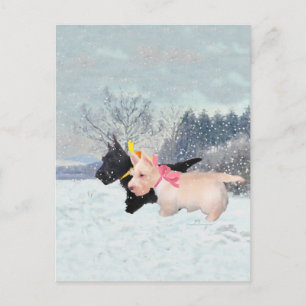 Scottie Pups Postcard