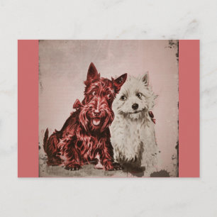 Scotties in Love Postcard