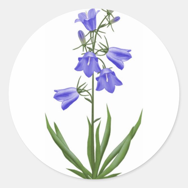 scottish blue bells - customisable classic round sticker (Front)
