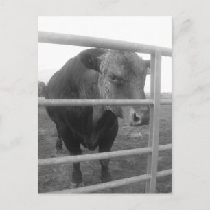 Scottish Bull Postcard