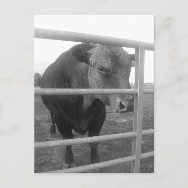 Scottish Bull Postcard (Front)