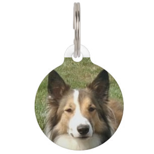 Scottish Collie Dog. Pet Tag