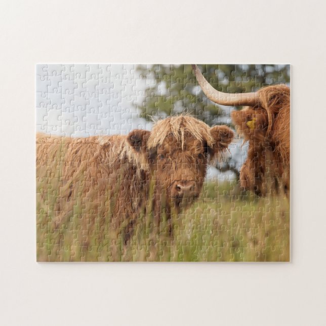 Scottish cow photograph jigsaw puzzle (Horizontal)