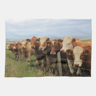 Scottish Cow Tea Towel