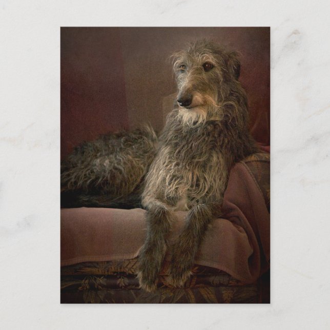 Scottish deerhound on a sofa postcard (Front)