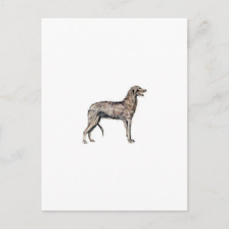 Scottish Deerhound Postcard