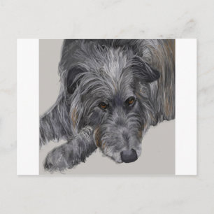 Scottish Deerhound Postcard