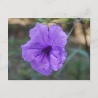 Scottish flowers- Scotland Postcard