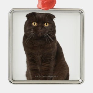 Scottish Fold (18 months old) sitting Metal Ornament
