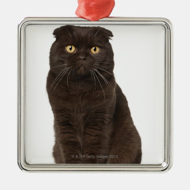 Scottish Fold (18 months old) sitting Metal Ornament (Front)