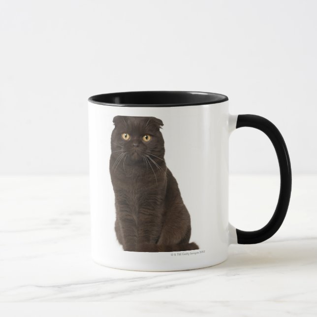 Scottish Fold (18 months old) sitting Mug (Right)