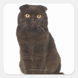 Scottish Fold (18 months old) sitting Square Sticker