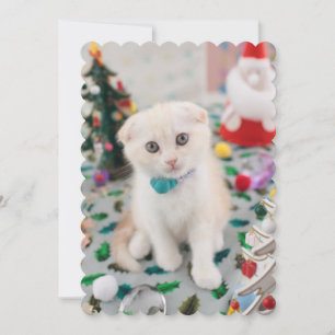 Scottish Fold At Christmas Holiday Card