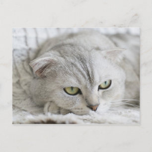 Scottish Fold Cat Pet Animal Postcard