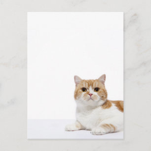 Scottish Fold Cat Postcard