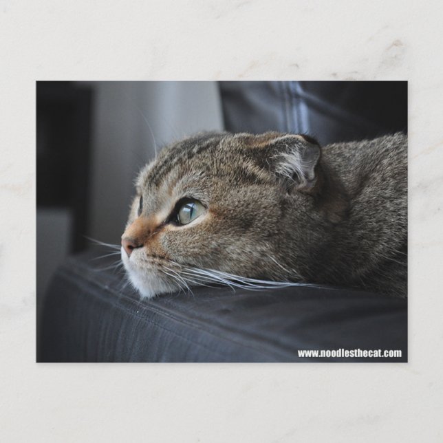 Scottish fold cat: thinking of you postcard (Front)