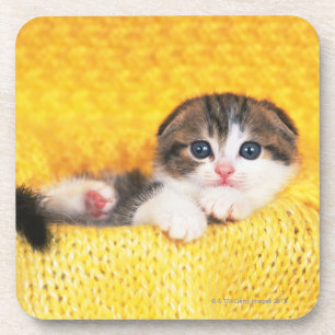 Scottish Fold; is a breed of cat with a natural Coaster