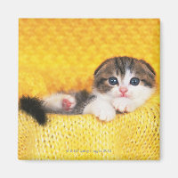 Scottish Fold; is a breed of cat with a natural