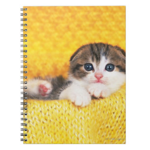 Scottish Fold; is a breed of cat with a natural Notebook