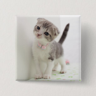 Scottish Fold Kitten 15 Cm Square Badge