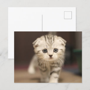 Scottish Fold Kitten Holiday Postcard