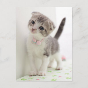 Scottish Fold Kitten Postcard