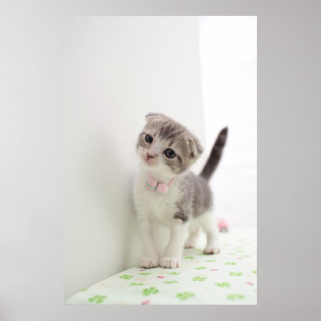 Scottish Fold Kitten Poster (Front)