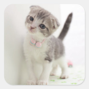 Scottish Fold Kitten Square Sticker